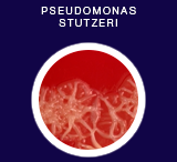 Pseudomonas stutzeri
